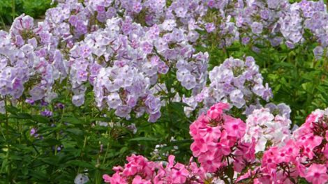 В Ботаническом саду Екатеринбурга расцвело 200 сортов флоксы