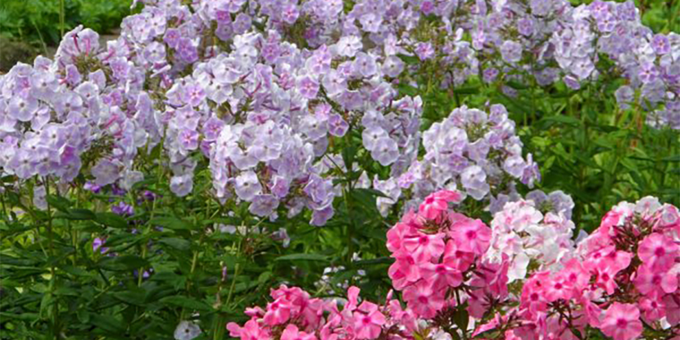 В Ботаническом саду Екатеринбурга расцвело 200 сортов флоксы