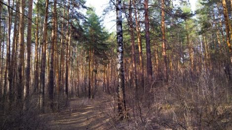 Мнение жителей ляжет в основу обновленной концепции Шарташского лесопарка