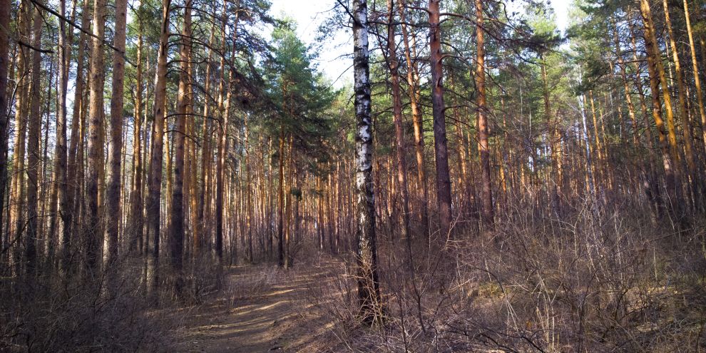 Мнение жителей ляжет в основу обновленной концепции Шарташского лесопарка