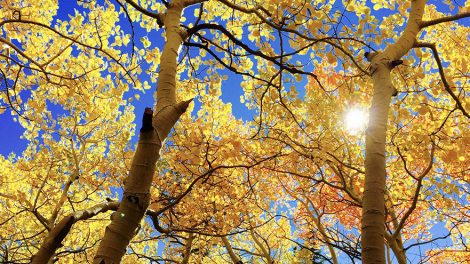 Возвращение настоящей осени ознаменует северный ветер