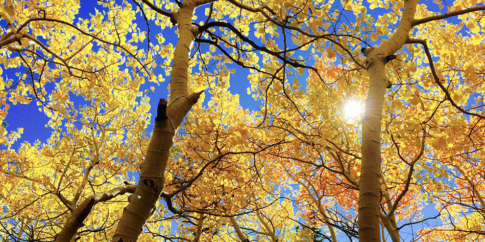 Возвращение настоящей осени ознаменует северный ветер