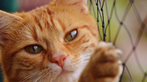 Домашний животных теперь можно застраховать