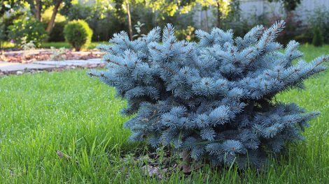 Сквер Оперного театра, Зеленую рощу и набережную Исети благоустроят в этом году