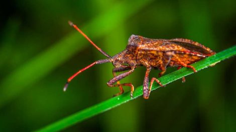 Россельхознадзор запретил ввоз растительной продукции из Абхазии