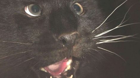 В зоопарк Екатеринбурга привезли дальневосточных леопардов