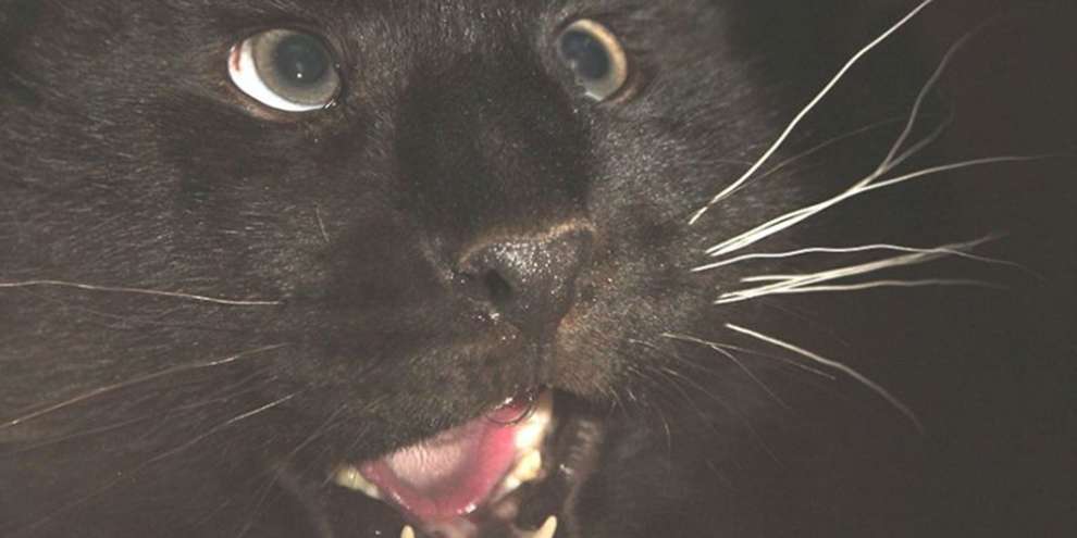 В зоопарк Екатеринбурга привезли дальневосточных леопардов