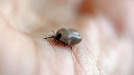 В Свердловской области зафиксирован первый укус клеща