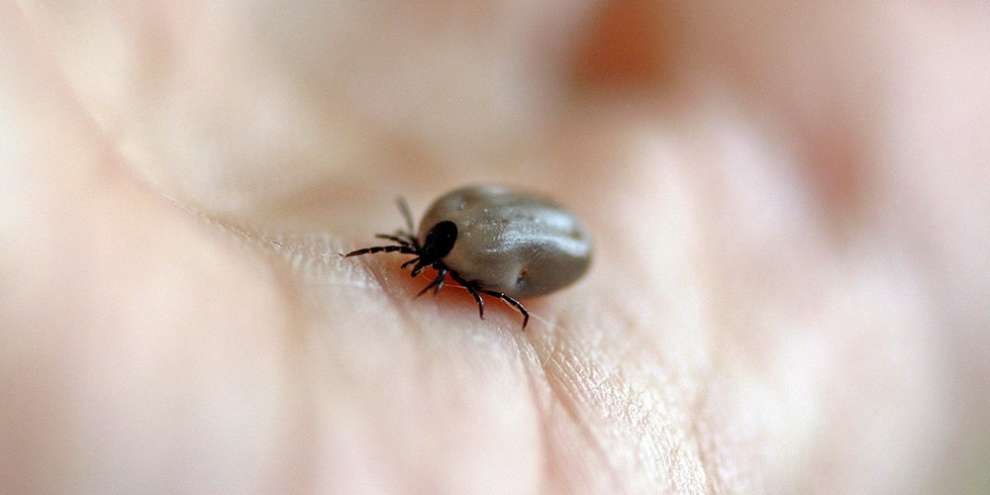 В Свердловской области зафиксирован первый укус клеща