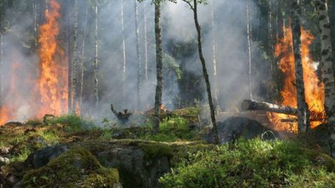 Уральцев оштрафовали почти на 1,6 миллионов рублей за нелегальные костры