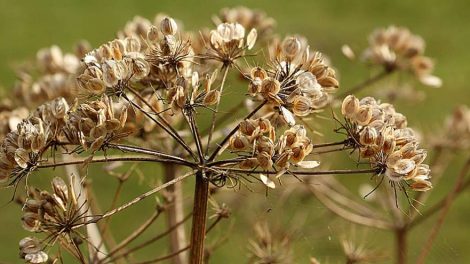 За борщевик на садовых участках будут штрафовать