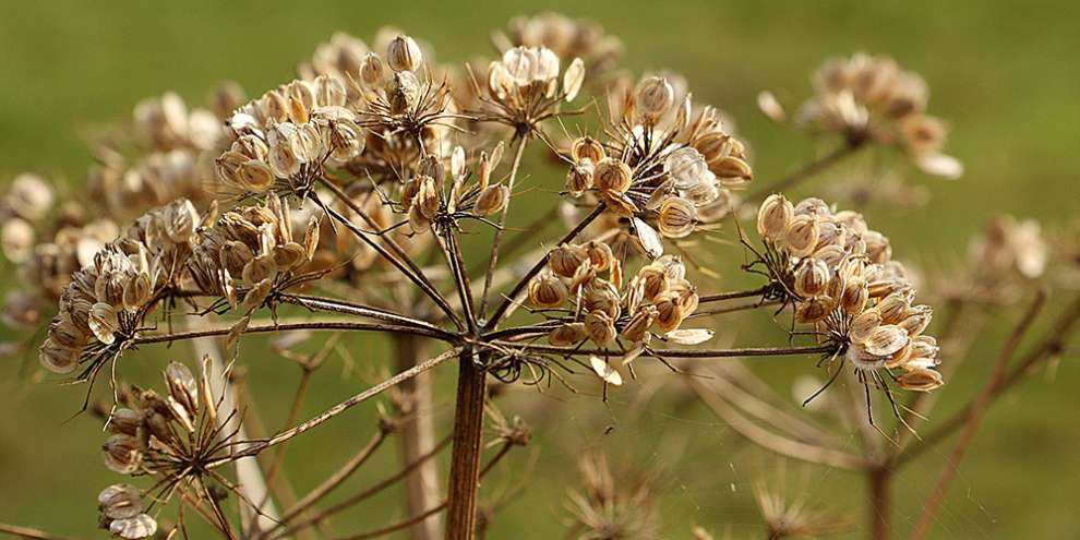 За борщевик на садовых участках будут штрафовать