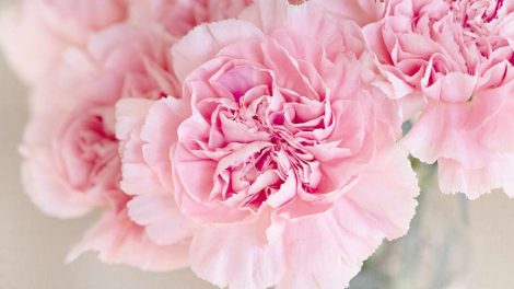 К 1 сентября в Екатеринбург доставили почти 200 тонн цветов