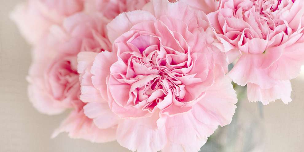 К 1 сентября в Екатеринбург доставили почти 200 тонн цветов