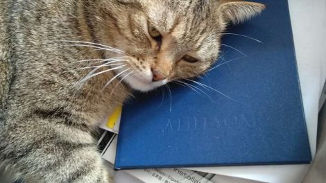 Все дипломные работы в будущем будут проверять на плагиат