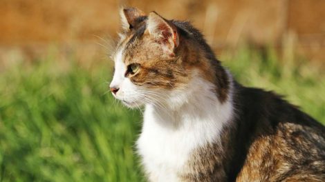 В День города Ектеринбурга в ЦПКиО будут пристраивать бездомных собак и кошек