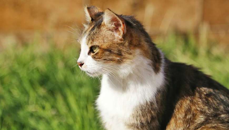 В День города Ектеринбурга в ЦПКиО будут пристраивать бездомных собак и кошек