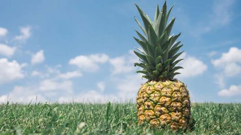 Администрация Екатеринбурга запустила фотоконкурс на самый необычный урожай