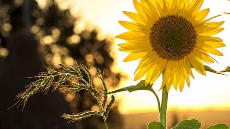 Садоводческие объединения получат более 1,5 миллиона рублей