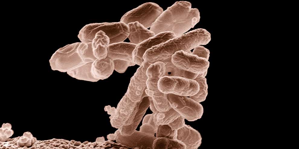 В почве Екатеринбурга нашли возбудители паразитарных заболеваний