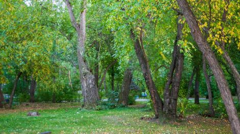 Аллея Героев появится сегодня в Харитоновском парке