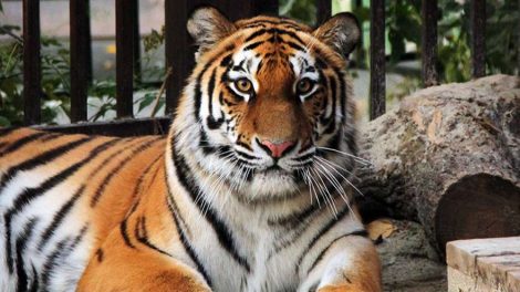 В Екатеринбургском зоопарке поселилась амурская тигрица по кличке Джуна