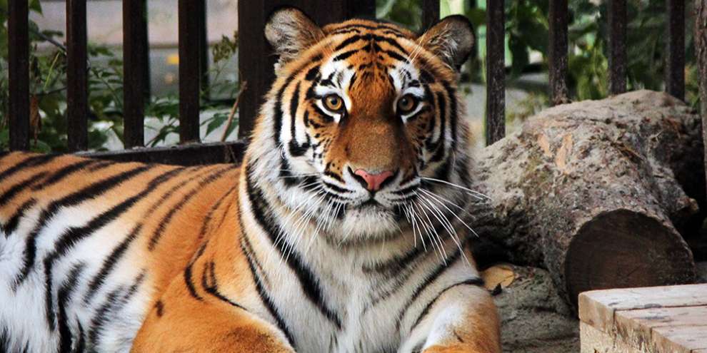 В Екатеринбургском зоопарке поселилась амурская тигрица по кличке Джуна