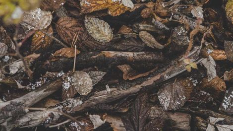 В Сверловской области подтвердили разрешение на сбор валежника