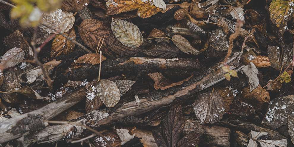 В Сверловской области подтвердили разрешение на сбор валежника