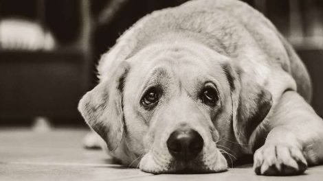 В Госдуме предложили после вакцинации возвращать собак из приютов на улицу