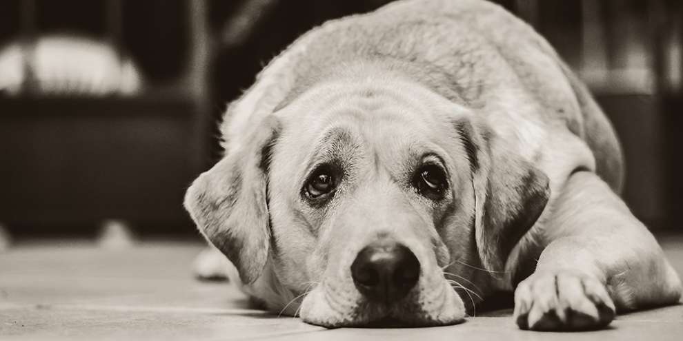 В Госдуме предложили после вакцинации возвращать собак из приютов на улицу