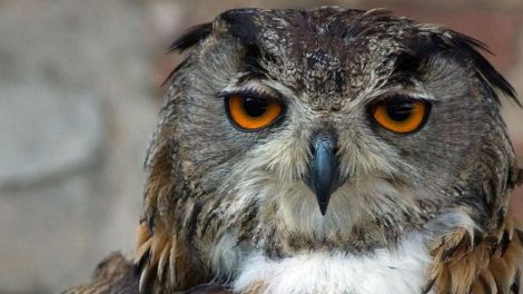 Обновленная редакция Красной книги Свердловской области увидит свет в начале 2019 года