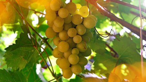 В Россию вернутся яблоки и вино из Молдовы