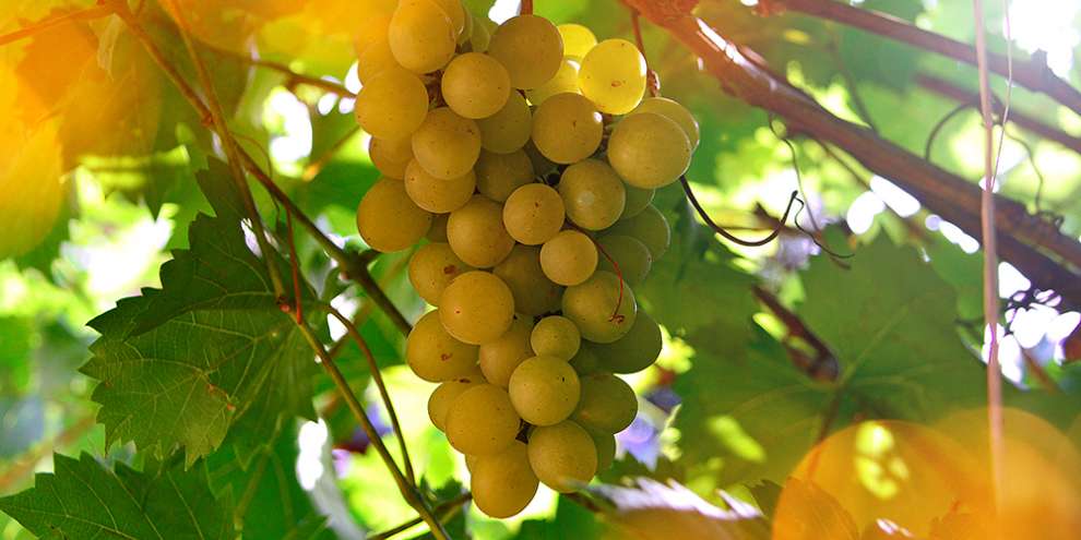 В Россию вернутся яблоки и вино из Молдовы