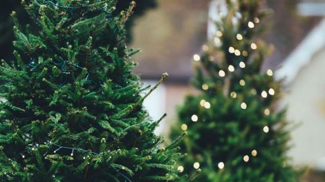 Департамент лесного хозяйства снизил цены на елки