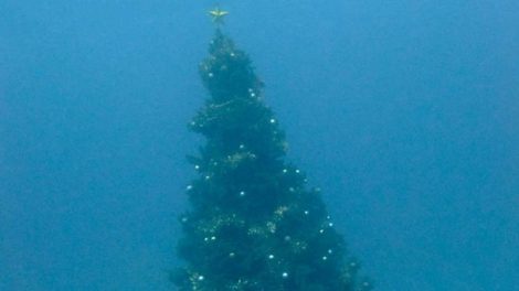 Челябинцев призвали утопить новогодние елки в водохранилище