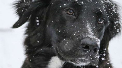 Мэрия Екатеринбурга заплатит миллионы за отлов бродячих собак