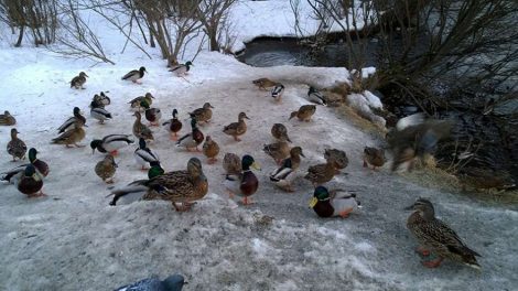 Как правильно кормить птиц: Экологи запустили всероссийскую акцию о защите пернатых