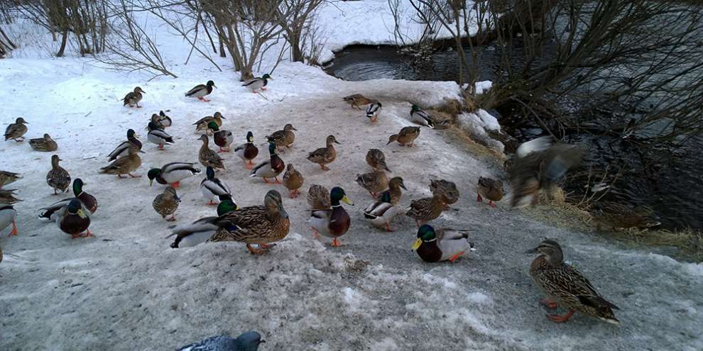 Как правильно кормить птиц: Экологи запустили всероссийскую акцию о защите пернатых