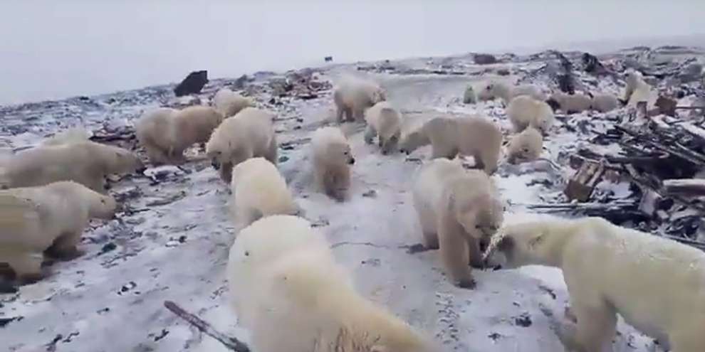 Держащих Новую Землю в страхе белых медведей усыпят и увезут подальше