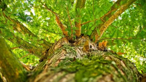 Составлен рейтинг “зеленых щитов” среди российских городов