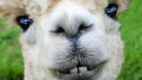 Генпрокуратура проверит законность жертвоприношения верблюдов в Иркутской области