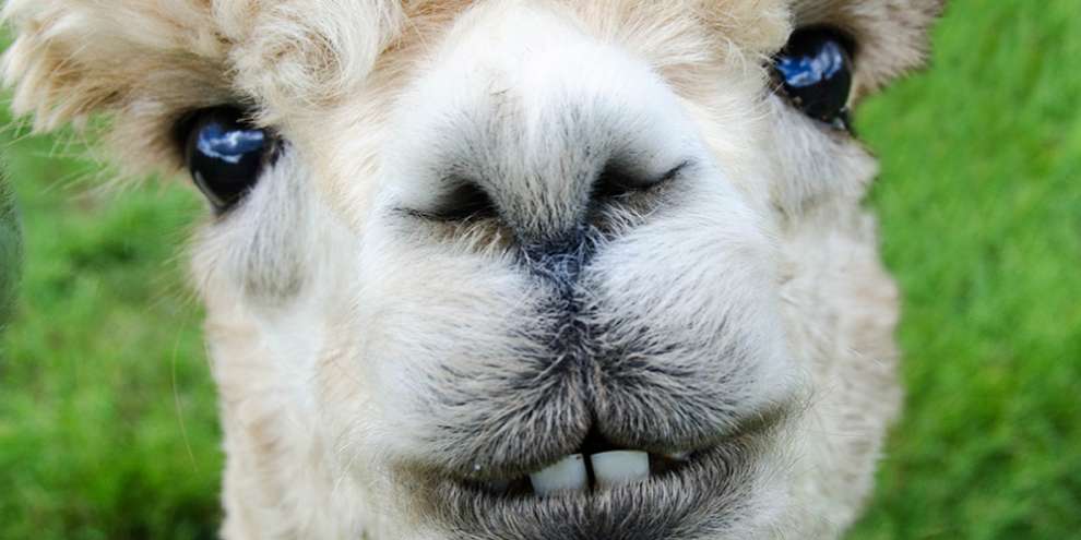 Генпрокуратура проверит законность жертвоприношения верблюдов в Иркутской области