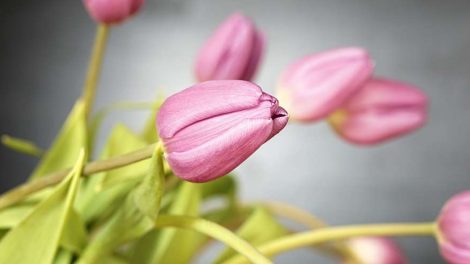 Цены 8 марта на цветы традиционно подняли