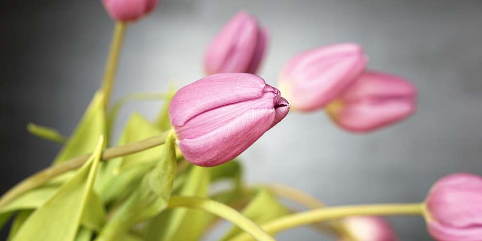 Цены 8 марта на цветы традиционно подняли