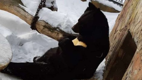 В зоопарке Екатеринбурга проснулись медведи