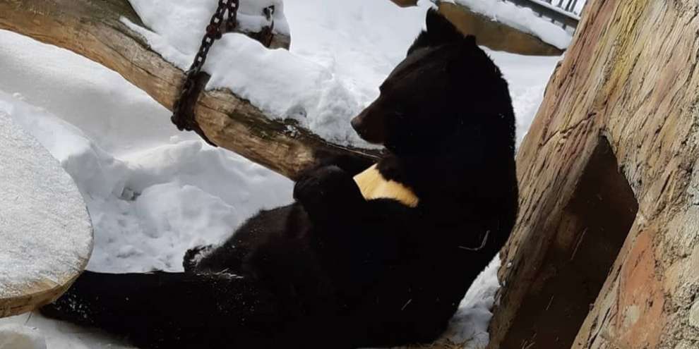В зоопарке Екатеринбурга проснулись медведи