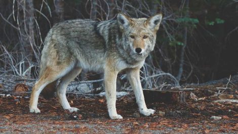 Отлов бродячих собак в Екатеринбурге продолжат
