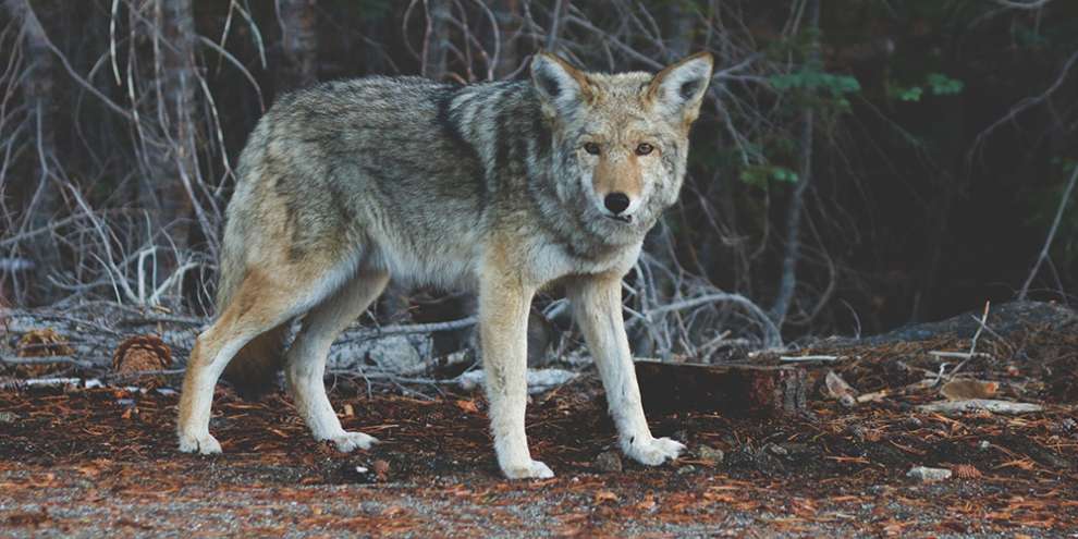 Отлов бродячих собак в Екатеринбурге продолжат