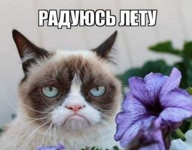 Grumpy Cat Радуюсь лету